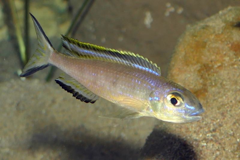 Lestradea perspicax 'Kawasindi Island'